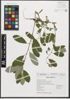 Foto von Salix triandra L.